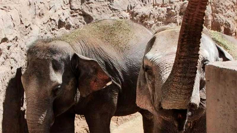 Elefantas Pocha e Guillermina levadas a santuário em Chapada dos Guimarães (MT) começam se adaptar