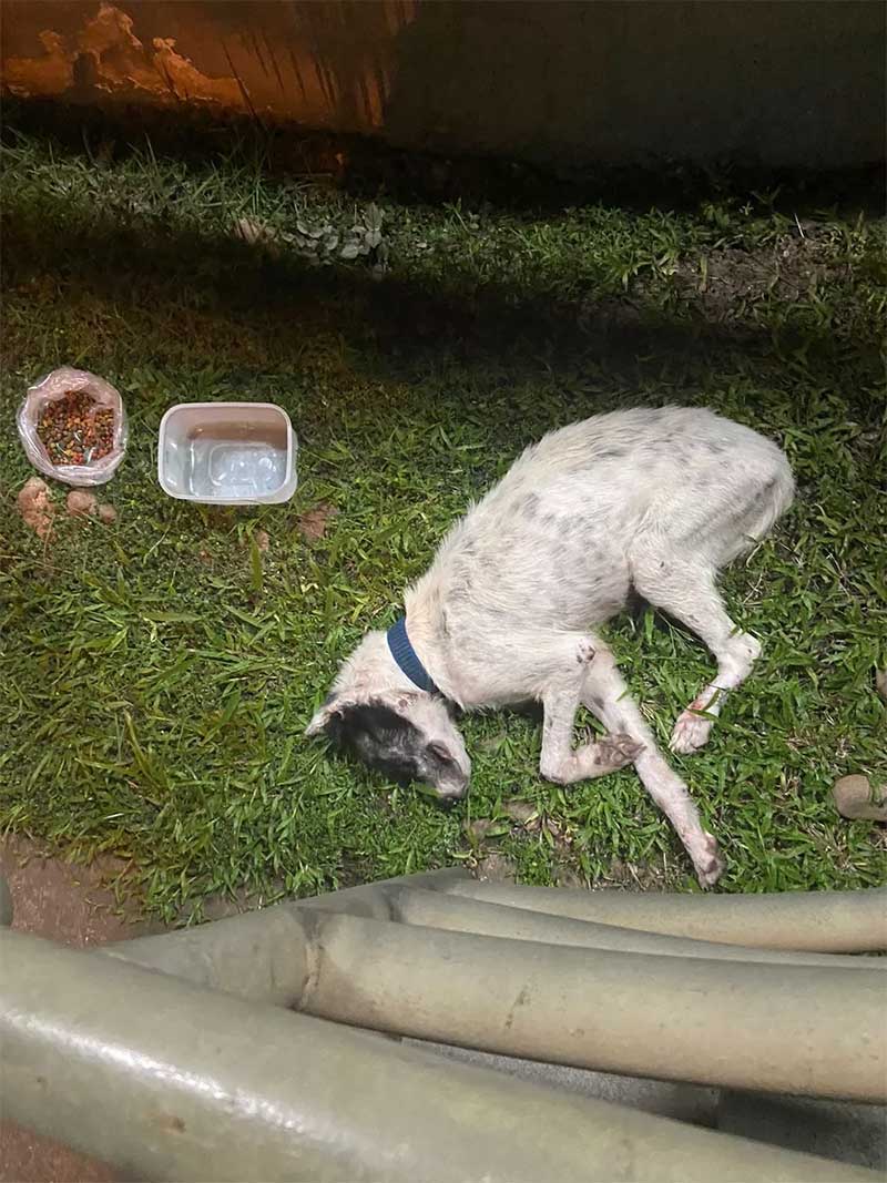 Cão Xomano deitado em grama após refeição — Foto: Reprodução