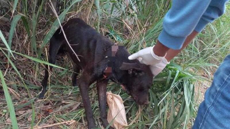 Cão acorrentado pelo pescoço é resgatado à beira da morte em Cuiabá, MT; imagens fortes