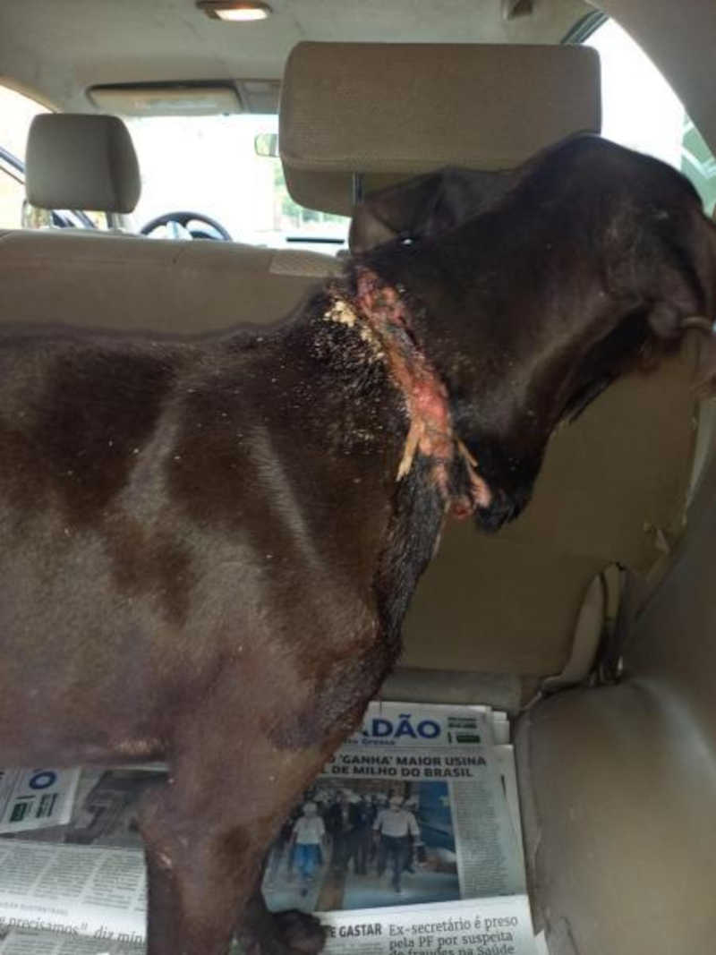 Cão acorrentado pelo pescoço é resgatado à beira da morte; Imagens Fortes