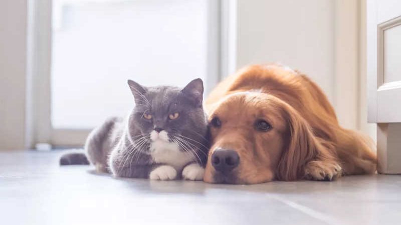 Cães e gatos poderão ser atendidos no novo hospital veterinário — Foto: Divulgação