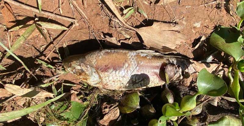 Sema notifica Usina Hidrelétrica por morte de peixes no Manso, em Mato Grosso