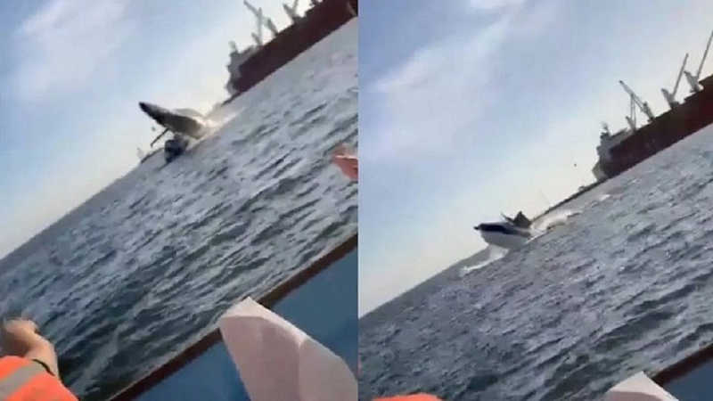 Baleia gigante salta e cai sobre barco com turistas; vídeo