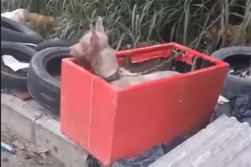 O animal foi encontrado dentro de uma caixa jogada sobre uma montanha de lixo, amarrrada a uma corrente e usando uma focinheira que cobria boa parte da cabeça (Reprodução / Instagram @lia.gloria.leite)