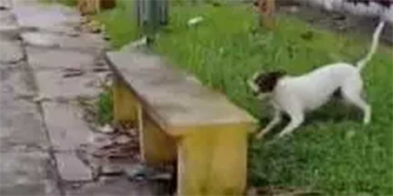 Homem é suspeito de levar cachorro para atacar e matar gatos em praça na Cremação, em Belém, PA