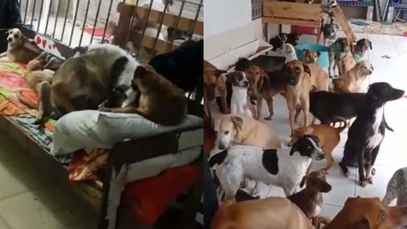 Abrigos de animais são atingidos por fortes chuvas em Recife (PE) e fazem campanha na internet; veja vídeos