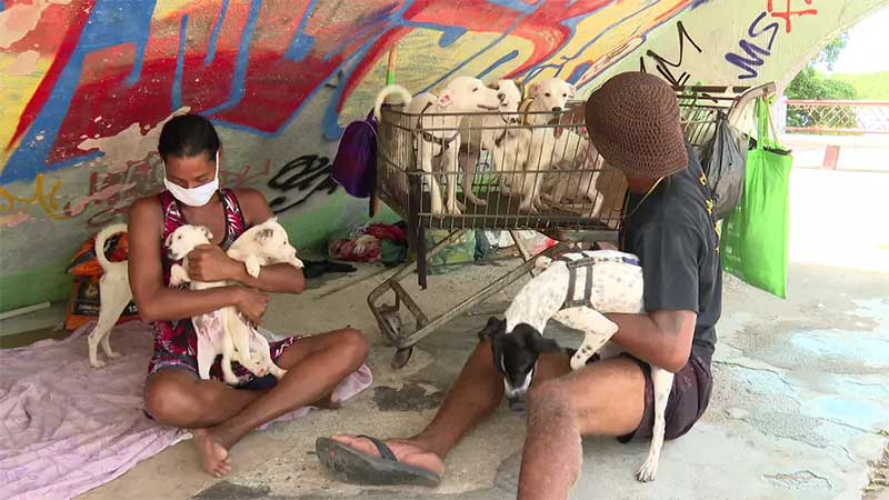Mesmo morando na rua, casal cuida de 17 cães: ‘não vendo, não troco, não empresto nem alugo, é minha família’, diz mulher