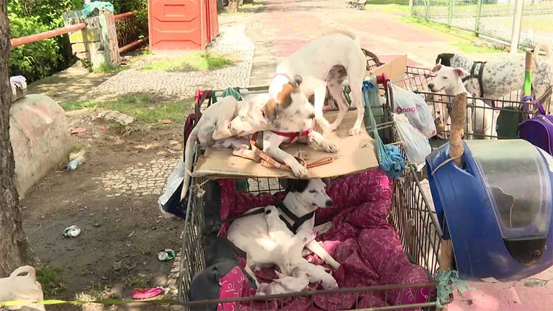 Casal anda pelo Recife e Região Metropolitana levando cães em carrinhos de compras — Foto: Reprodução/TV Globo