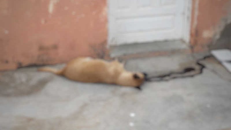 Animais são mortos com requintes de crueldade em São Julião pela 4ª vez em menos de 1 ano; veja casos
