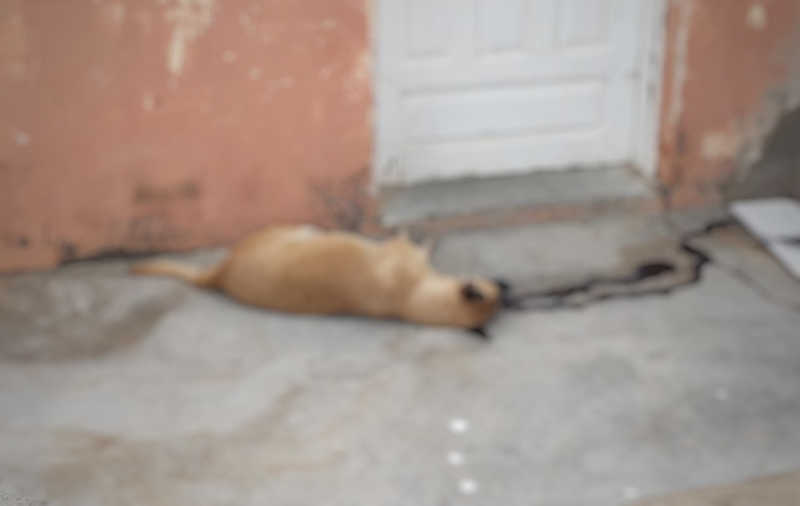 Animais são mortos com requintes de crueldade em São Julião (PI) pela 4ª vez em menos de 1 ano; veja casos