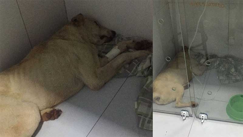 Cachorro em situação de maus-tratos morre em Cascavel, PR