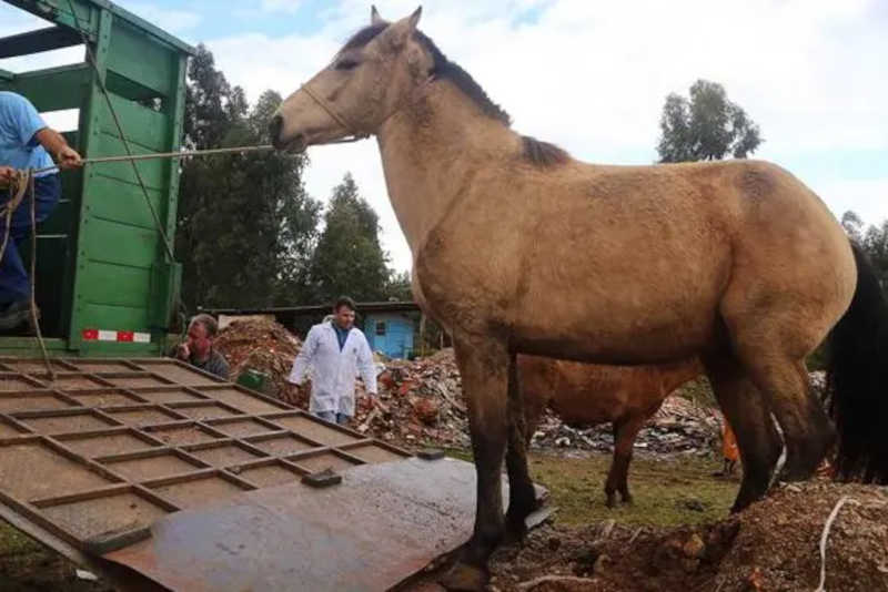 Cavalos apreendidos pela prefeitura de Curitiba estão desaparecendo; 14 animais foram sequestrados em dois meses