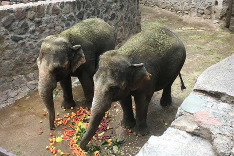 Foz do Iguaçu (PR) será ponto de chegada de elefantas ao Brasil nesta terça-feira