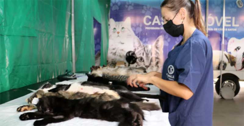 Castramóvel atinge 20 mil esterilizações de cães e gatos em Londrina, PR
