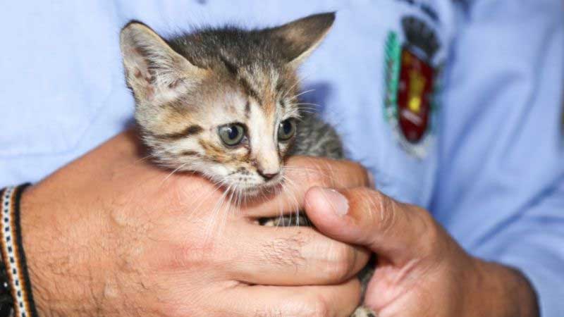 Prefeitura de Maringá (PR) atende solicitação via Ouvidoria e fará resgate e castração de 30 gatos