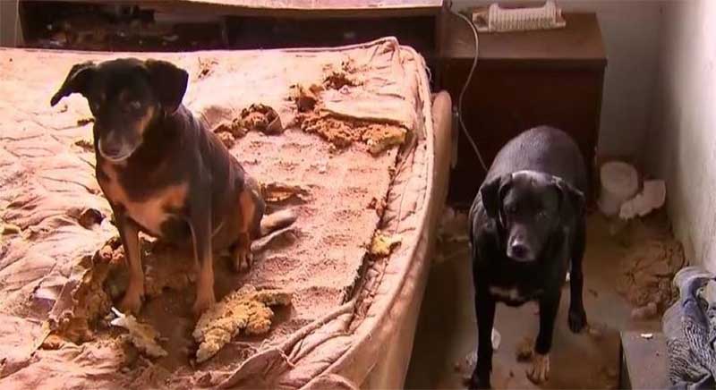 Ministério Público do PR denuncia idoso por manter sete cães sem água e comida
