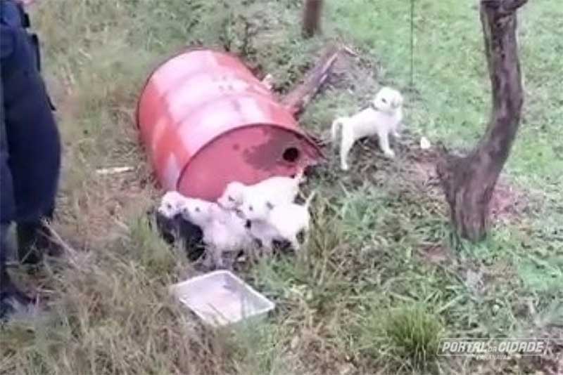 Filhotes de cachorro são abandonados em tambor no Jardim Ipê, em Paranavaí, PR