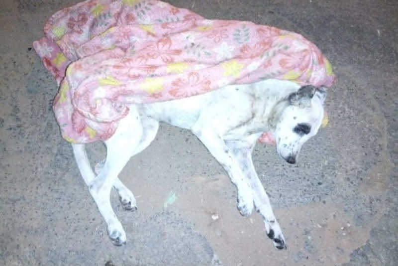 Cadela doente e bastante debilitada é abandonada no buracão da Vila Operária, em Paranavaí, PR