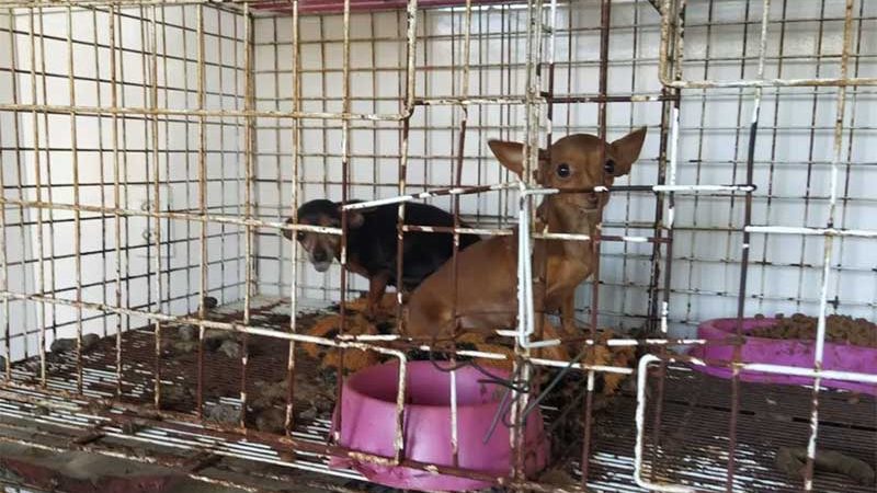 IAT resgata 144 animais com sinais de maus-tratos em propriedade de Pato Branco, PR