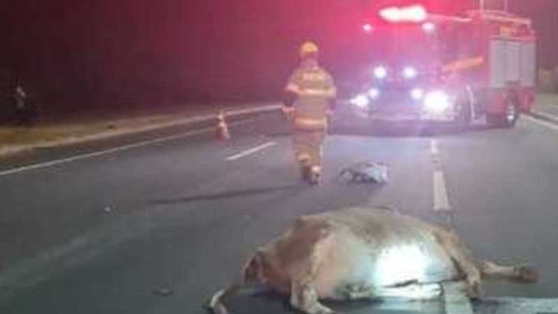Vaca é atropelada na rodovia entre Umuarama e Xambrê, PR