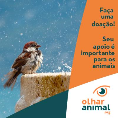 Ajude a ONG Olhar Animal