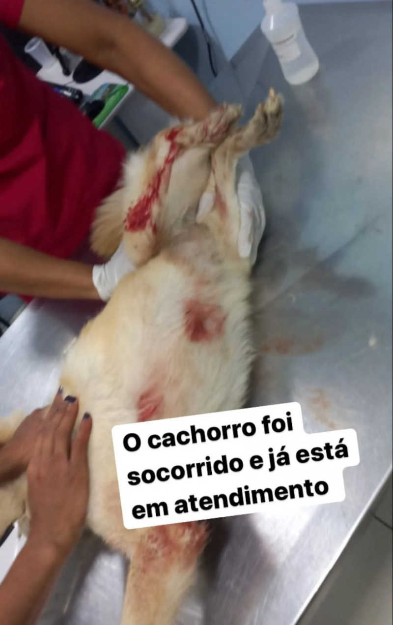 Homem espanca cadela com foice e é preso em Cabo Frio. Fotos: Ludmila Lopes (RC24h)