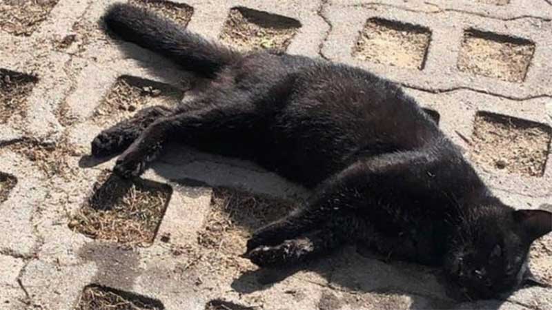 Gatos são encontrados mortos com suspeita de envenenamento em condomínio na zona oeste do Rio