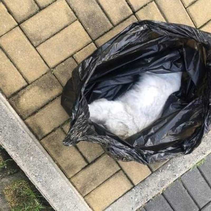 Gato é encontrado morto dentro de sacola de lixo Foto: Divulgação