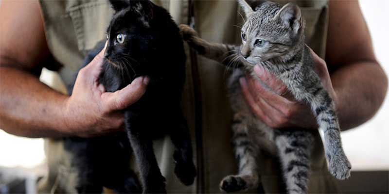 Gatos estão sendo exterminados com agrotóxico usado como raticida em Campos, RJ