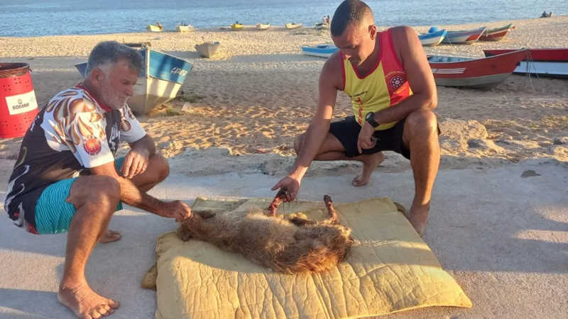 Cachorro ferido é resgatado nas Ilhas Maricás, a 3,5 km de praia em Maricá, no RJ