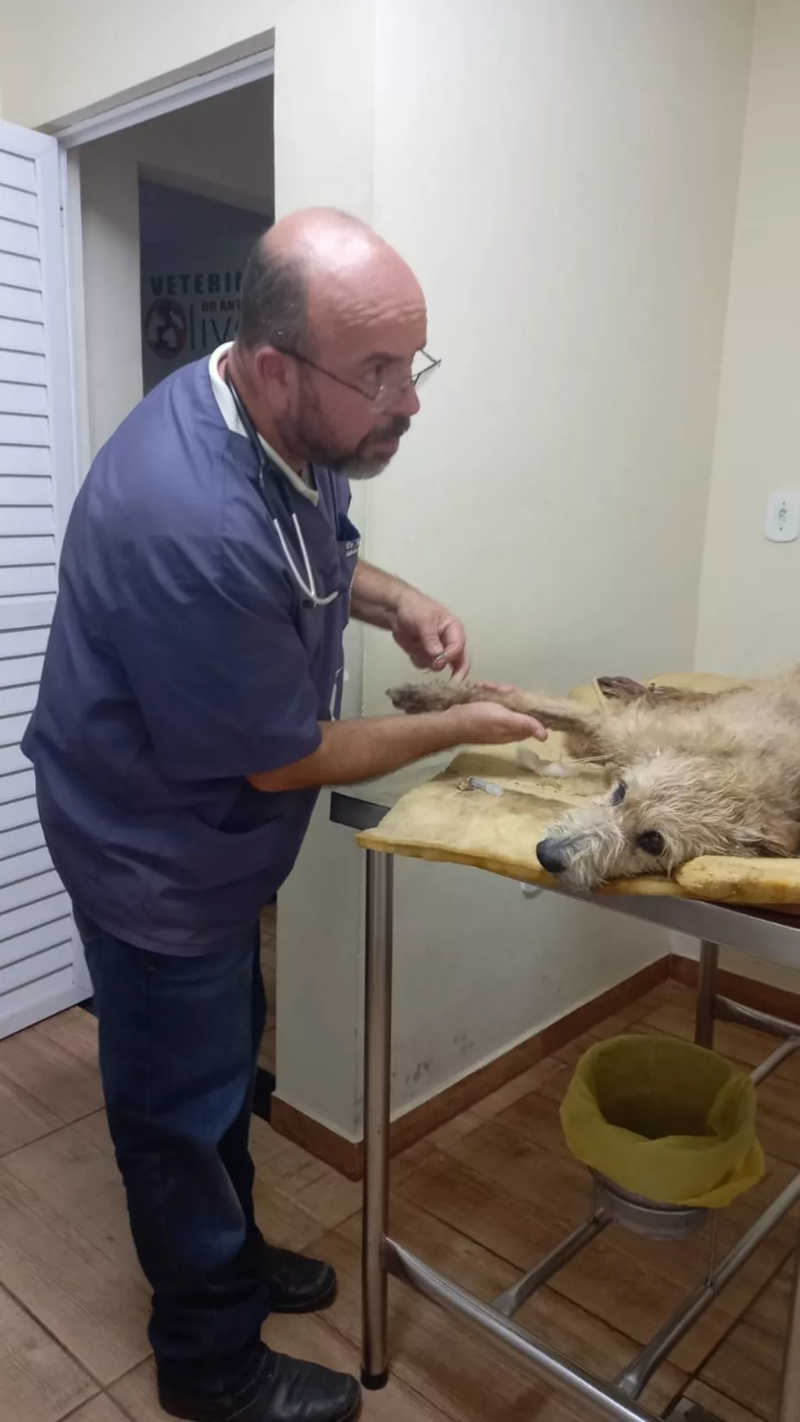 Cachorro foi resgatado e recebe cuidados médicos em Maricá — Foto: Divulgação/Defesa Civil