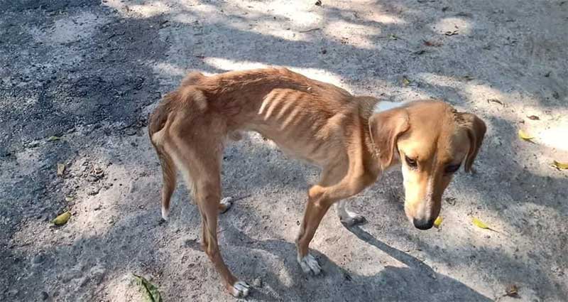 Após denúncias, cachorros são resgatados com sinais de maus-tratos em Rio das Flores, RJ