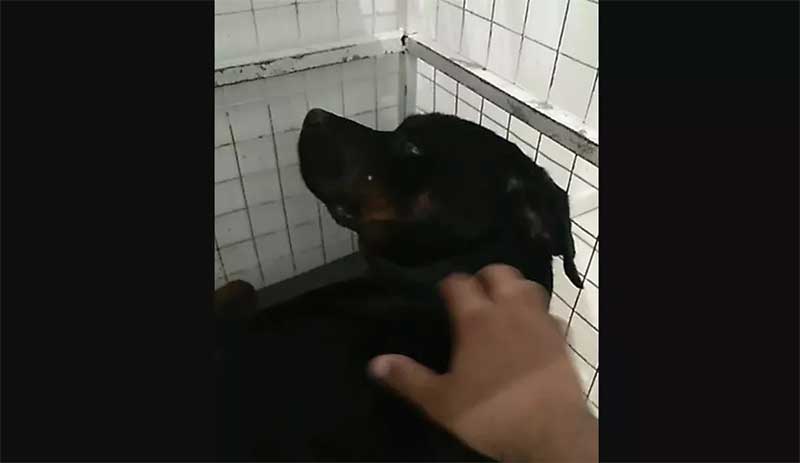 Família acusa policial de atirar contra cachorro rottweiler na frente de crianças em Vilhena, RO