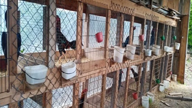 Homem é preso com 15 galos de rinha em Bento Gonçalves, RS