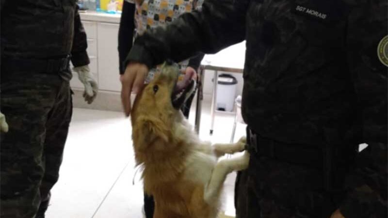 PATRAM resgata cão de situação de maus-tratos em Bento Gonçalves, RS