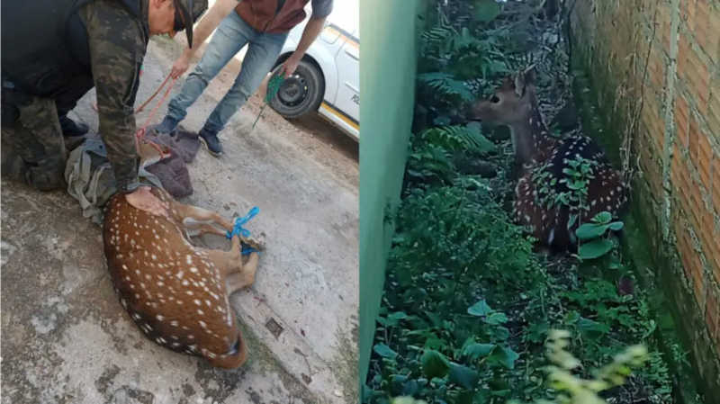 Cervo é resgatado pelo Batalhão Ambiental no bairro São Pedro, em Camaquã, RS