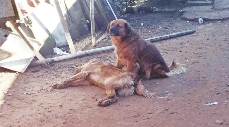 Mortes de cães e gatos assustam moradores do bairro Porto Blos, em Campo Bom, RS