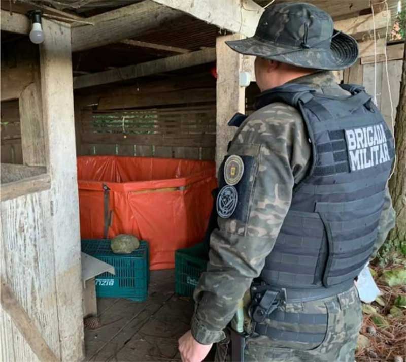 Homem é preso pelo Batalhão Ambiental da BM pela prática de rinha de galo em Caxias do Sul, RS