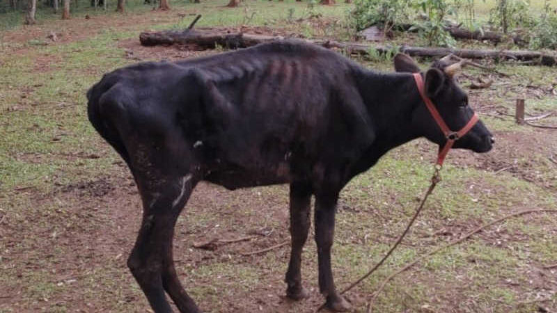 Polícia Civil e Ong resgatam animais em situação de maus-tratos no interior de Paulo Bento, RS