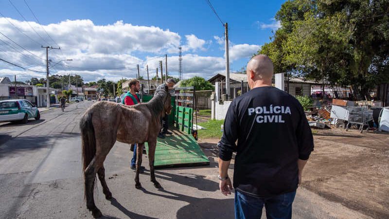 Égua que sofria maus-tratos é resgatada no bairro São José, em Esteio, RS