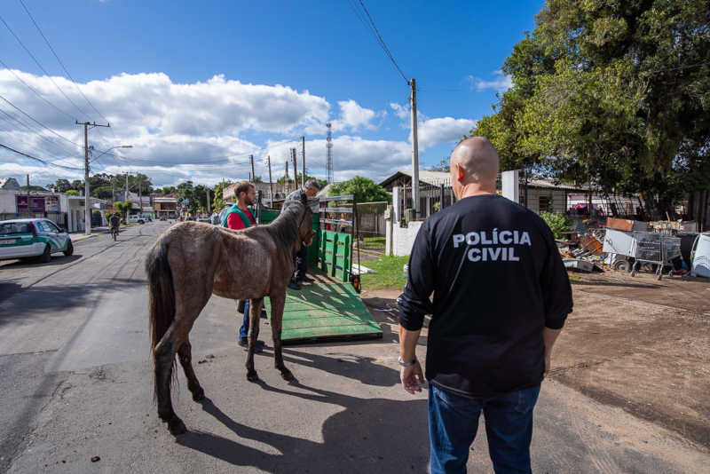Égua que sofria maus-tratos é resgatada no bairro São José, em Esteio, RS