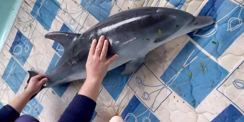 Filhote de golfinho encalha na orla de Imbé, RS