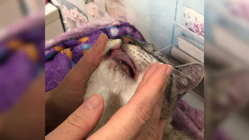 Crueldade! gata tem todos os dentes arrancados em Nova Prata, RS