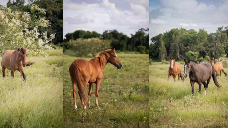 ONG que resgata cavalos precisa de ajuda para concluir santuário no RS