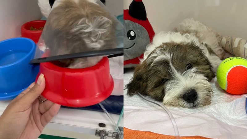 Médica-veterinária salva cachorro de ‘eutanásia’ e história emociona internet; veja vídeo