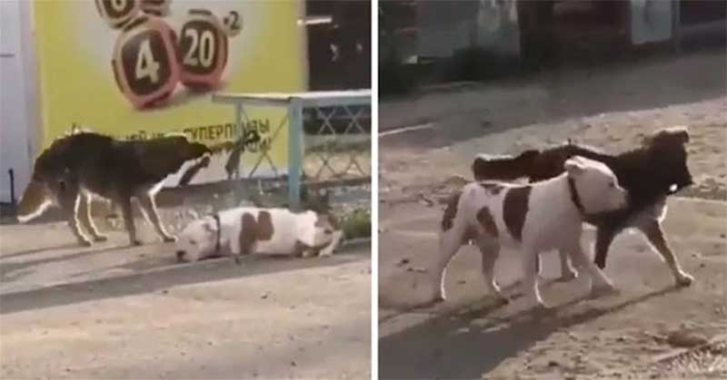 Cão de rua vê cachorro amarrado, morde o nó e tenta libertá-lo