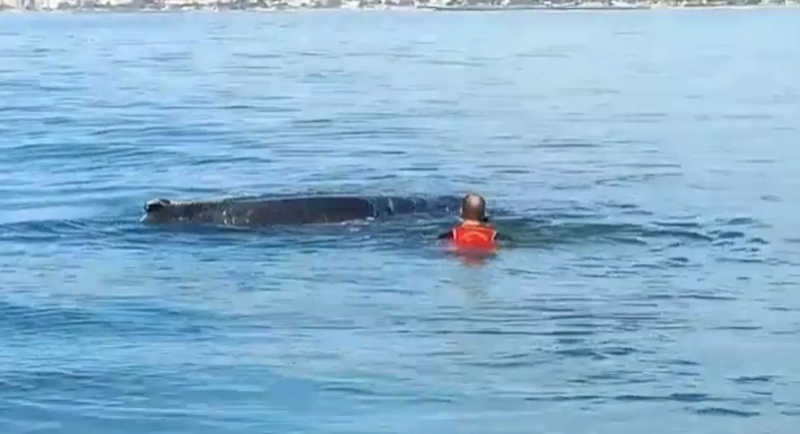 Bombeiros resgatam baleia presa em rede de pesca em praia do litoral norte de SC; VÍDEO