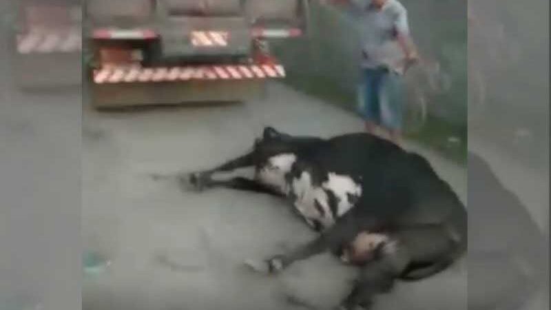 Vaca é arrastada por caminhão em Balneário Barra do Sul, SC: ‘não pode ficar impune’; VÍDEO
