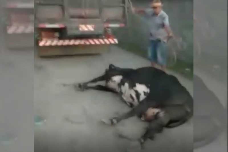 Vaca é arrastada por caminhão em Balneário Barra do Sul, SC: ‘não pode ficar impune’; VÍDEO