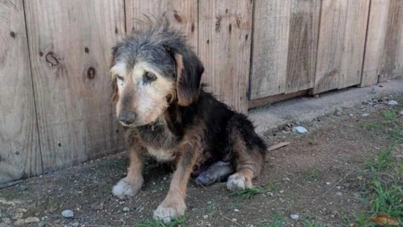 Cão resgatado não resiste e morre durante tratamento em Brusque (SC); ONG pede ajuda com custos